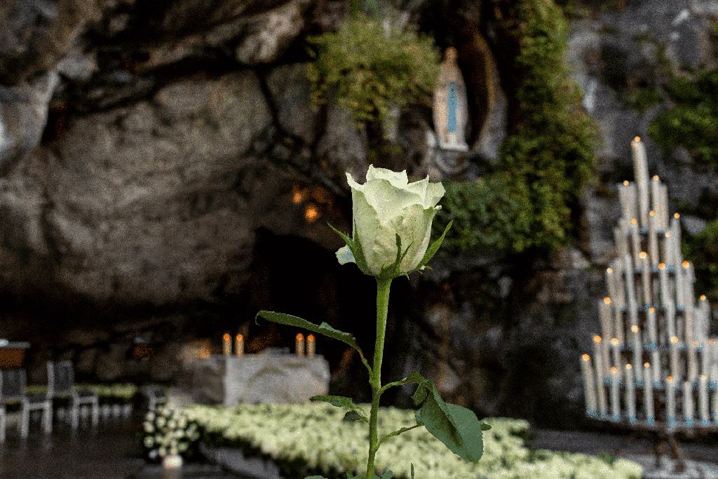 Offrire una rosa a Nostra Signora di Lourdes